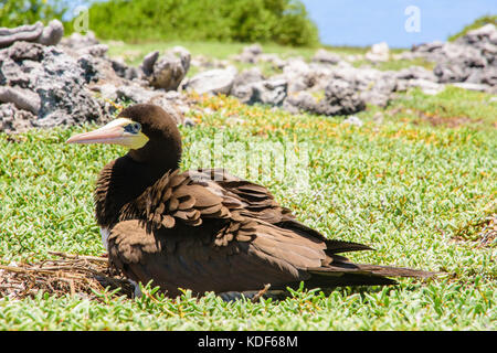 Jaune à pieds rouges (Sula leucogaster ) dans nid, , Los Roques Parc National Banque D'Images