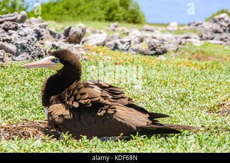 Jaune à pieds rouges (Sula leucogaster ) dans nid, , Los Roques Parc National Banque D'Images