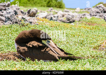 Jaune à pieds rouges (Sula leucogaster ) dans nid, , Los Roques Parc National Banque D'Images