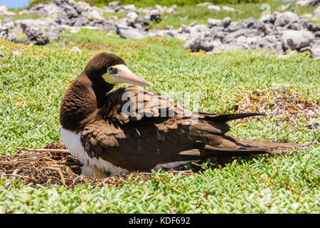 Jaune à pieds rouges (Sula leucogaster ) dans nid, , Los Roques Parc National Banque D'Images