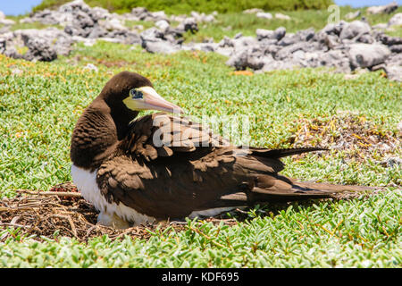 Jaune à pieds rouges (Sula leucogaster ) dans nid, , Los Roques Parc National Banque D'Images