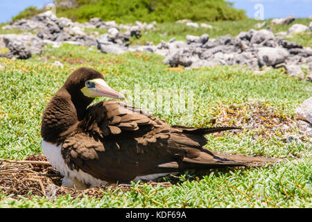 Jaune à pieds rouges (Sula leucogaster ) dans nid, , Los Roques Parc National Banque D'Images