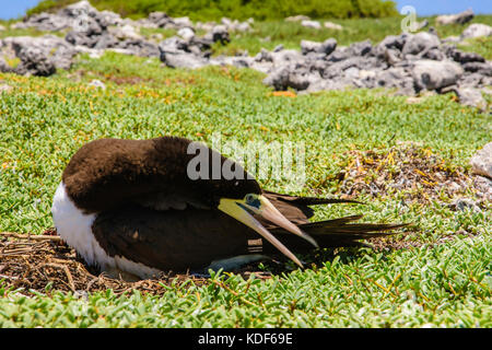 Jaune à pieds rouges (Sula leucogaster ) dans nid, , Los Roques Parc National Banque D'Images