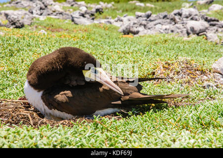 Jaune à pieds rouges (Sula leucogaster ) dans nid, , Los Roques Parc National Banque D'Images