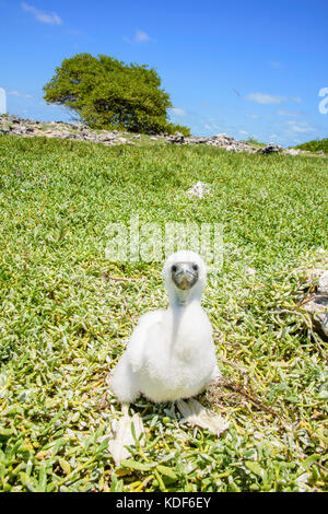 Jaune à pieds rouges (Sula leucogaster ) dans nid, , Los Roques Parc National Banque D'Images