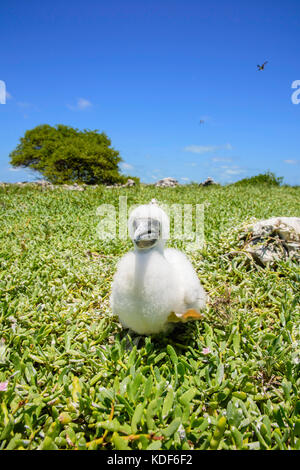 Jaune à pieds rouges (Sula leucogaster ) dans nid, , Los Roques Parc National Banque D'Images