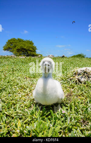 Jaune à pieds rouges (Sula leucogaster ) dans nid, , Los Roques Parc National Banque D'Images