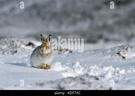 Lièvre variable (Lepus timidus) UK Banque D'Images