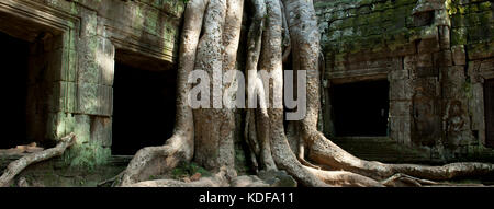 Les ruines de Ta Prohm où la jungle est la récupération des temples Banque D'Images