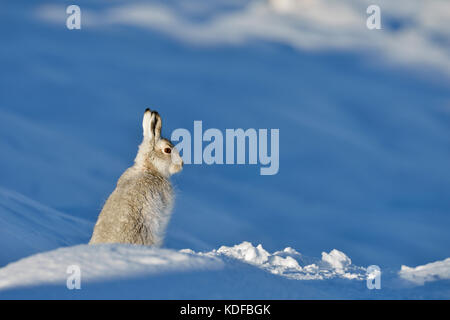 Lièvre variable (Lepus timidus) UK Banque D'Images