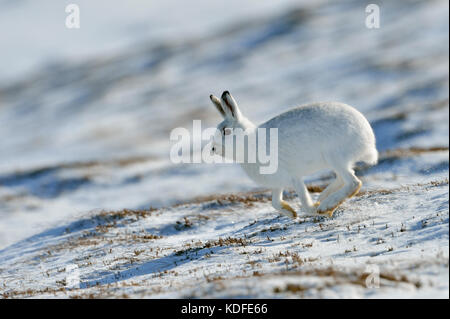 Lièvre variable (Lepus timidus) UK Banque D'Images