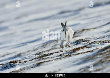 Lièvre variable (Lepus timidus) UK Banque D'Images