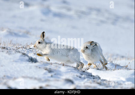 Lièvre variable (Lepus timidus) UK Banque D'Images