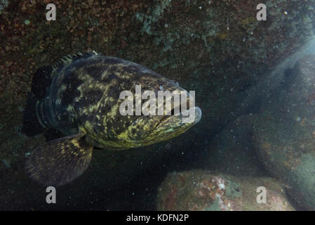 Un goliath (Epinephelus itajara) de ilhabela, Brésil se Banque D'Images