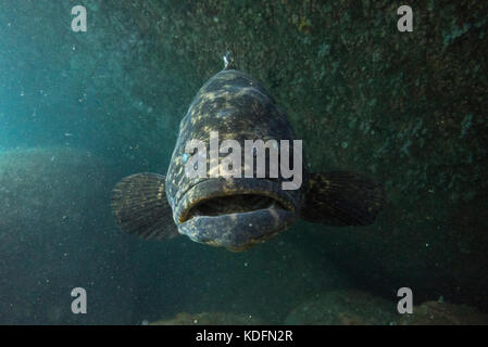 Un goliath (Epinephelus itajara) de ilhabela, Brésil se Banque D'Images