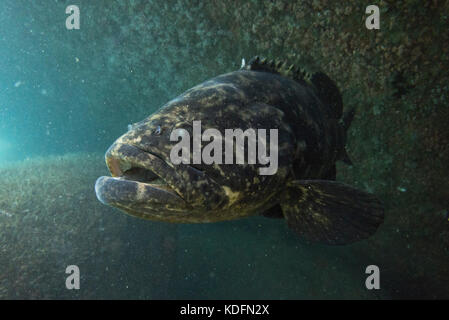 Un goliath (Epinephelus itajara) de ilhabela, Brésil se Banque D'Images