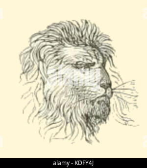 Portrait d'un Lion Banque D'Images