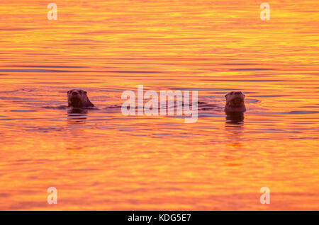 Les loutres de rivière nord-américain de prendre un bain dans la baie au coucher du soleil breton, leonardtown, Maryland, le 7 février 2015. Banque D'Images