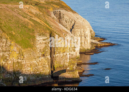 Cliff et des milliers de manannets du Nord nichant dans la réserve écologique éloignée du Cap-St. Mary, à Terre-Neuve, au Canada Banque D'Images