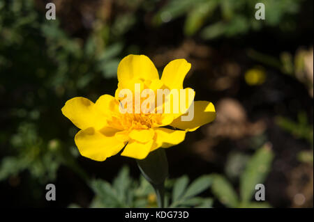 Buttercup profiter du soleil Banque D'Images