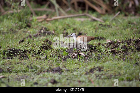 Jacana africain actophilornis africana walking on water hyacinth le lac Naivasha au Kenya Banque D'Images