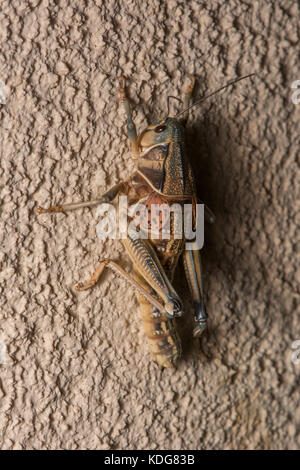 (Brachystola magna plaines lubber) du comté de hidalgo, Nouveau Mexique, USA. Banque D'Images