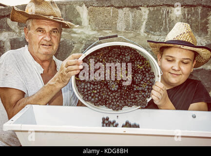 Teenage boy avec son grand-père parsèment grappes de raisins à la vigne. presse deux agriculteurs. vintage thème. chasse d'automne. jaune photo filtre. Banque D'Images