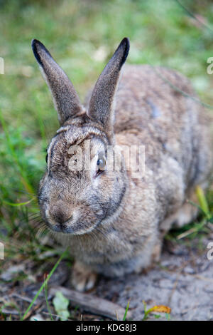 Close up of a mountain ou lapin lapin de Nuttall (Sylvilagus nuttallii) repéré dans la nature. c'est une espèce de passereau de la Banque D'Images
