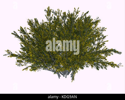 Le maquis est une plante désertique et survit au climat rude avec sa capacité à obtenir plus d'eau en inhibant la croissance des plantes environnantes. Banque D'Images