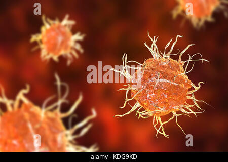 Illustration d'ordinateur, de cellules dendritiques. Une cellule dendritique est un type de globules blancs. C'est un antigène- présentation de la cellule (APC), qui présente d'antigènes les lymphocytes T, qui ne peut reconnaître les antigènes lorsqu'ils sont présentés par l'APC. Banque D'Images