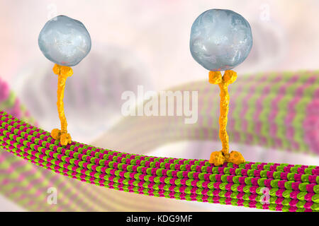 Transport intracellulaire. Illustration d'ordinateur de vésicules (sphères) transportés le long d'un microtubule par un moteur de la kinésine de protéines. Kinesins sont en mesure de 'à pied le long des microtubules. Les microtubules sont des polymères de la protéine tubuline et sont un composant du cytosquelette. Banque D'Images