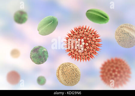 Les grains de pollen à partir de différentes plantes, illustration de l'ordinateur. La taille des grains de pollen, la forme et la texture de surface diffèrent d'une espèce de plante à une autre, comme on le voit ici. La paroi extérieure de l'exine () du pollen dans de nombreuses espèces végétales est très sculpté qui peuvent aider dans le vent, l'eau ou la dispersion de l'insecte. Ce pollen sculpting est également utilisé par les botanistes de reconnaître les espèces végétales. Les pores de la paroi pollinique aide dans la régulation de l'eau et la germination. Ces spores mâles reproduction produite par les plantes à graines contiennent les gamètes mâles. Le pollen féconde l'ovule, et la formation subséquente de graines de plantes. Banque D'Images