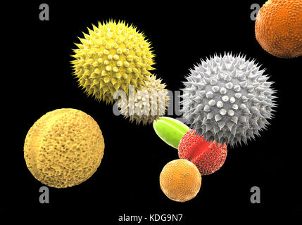 Les grains de pollen à partir de différentes plantes, illustration de l'ordinateur. La taille des grains de pollen, la forme et la texture de surface diffèrent d'une espèce de plante à une autre, comme on le voit ici. La paroi extérieure de l'exine () du pollen dans de nombreuses espèces végétales est très sculpté qui peuvent aider dans le vent, l'eau ou la dispersion de l'insecte. Ce pollen sculpting est également utilisé par les botanistes de reconnaître les espèces végétales. Les pores de la paroi pollinique aide dans la régulation de l'eau et la germination. Ces spores mâles reproduction produite par les plantes à graines contiennent les gamètes mâles. Le pollen féconde l'ovule, et la formation subséquente de graines de plantes. Banque D'Images