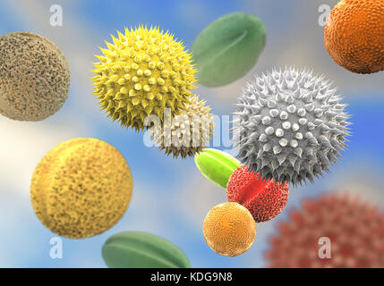 Les grains de pollen à partir de différentes plantes, illustration de l'ordinateur. La taille des grains de pollen, la forme et la texture de surface diffèrent d'une espèce de plante à une autre, comme on le voit ici. La paroi extérieure de l'exine () du pollen dans de nombreuses espèces végétales est très sculpté qui peuvent aider dans le vent, l'eau ou la dispersion de l'insecte. Ce pollen sculpting est également utilisé par les botanistes de reconnaître les espèces végétales. Les pores de la paroi pollinique aide dans la régulation de l'eau et la germination. Ces spores mâles reproduction produite par les plantes à graines contiennent les gamètes mâles. Le pollen féconde l'ovule, et la formation subséquente de graines de plantes. Banque D'Images