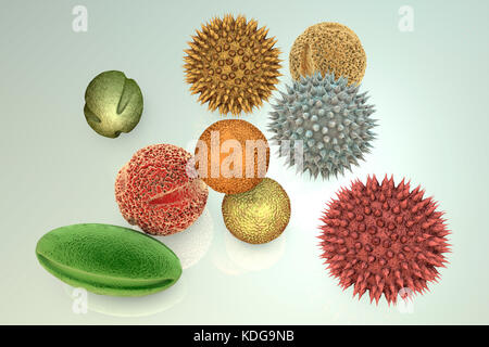 Les grains de pollen à partir de différentes plantes, illustration de l'ordinateur. La taille des grains de pollen, la forme et la texture de surface diffèrent d'une espèce de plante à une autre, comme on le voit ici. La paroi extérieure de l'exine () du pollen dans de nombreuses espèces végétales est très sculpté qui peuvent aider dans le vent, l'eau ou la dispersion de l'insecte. Ce pollen sculpting est également utilisé par les botanistes de reconnaître les espèces végétales. Les pores de la paroi pollinique aide dans la régulation de l'eau et la germination. Ces spores mâles reproduction produite par les plantes à graines contiennent les gamètes mâles. Le pollen féconde l'ovule, et la formation subséquente de graines de plantes. Banque D'Images