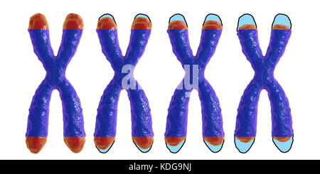 Raccourcissement des télomères, illustration conceptuelle. Les télomères raccourcissent avec l'âge, à chaque division cellulaire et au cours de différents processus pathologiques. Banque D'Images