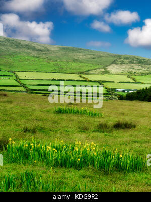 Iris sauvage dans les pâturages sur Slea Head Drive. Comté de Kerry, Irlande Banque D'Images