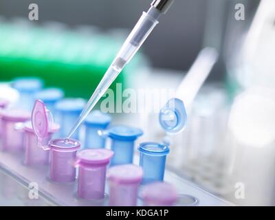 Le pipetage des échantillons dans des microtubes à centrifuger pendant une expérience en laboratoire. Banque D'Images