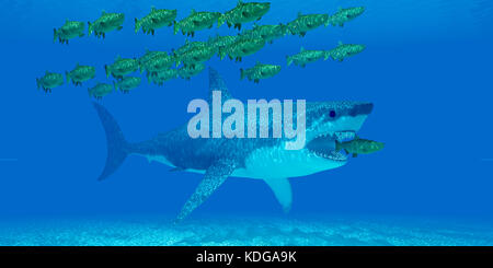 Media 7 - Sous-marin un énorme requin mégalodon se faufile derrière un saumon chinook comme il s'écarte d'une école du saumon dans la mer ouverte. Banque D'Images