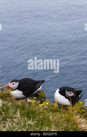 Puffins, falaises d'oiseaux de Látrabjarg, Westfjords, Islande Banque D'Images