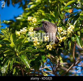Wattlebird Anthochaera carunculata (rouge) Barkingbird Gillbird ,,, le deuxième plus grand en Australie méliphage est perché dans un arbre indigène frangipanni Banque D'Images