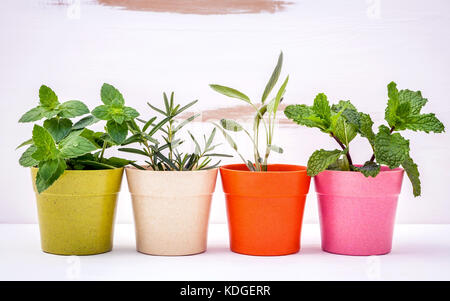 Divers types d'herbes du jardin en pots de couleur blanche avec fond en bois miteux. menthe verte, menthe poivrée, sauge et romarin planté dans des pots. Banque D'Images