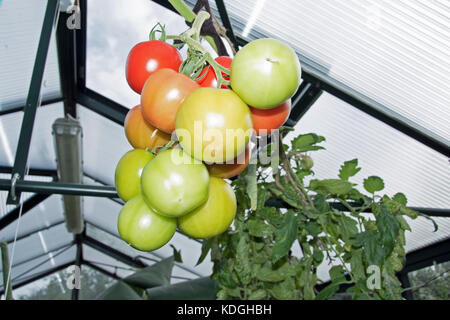 Les émissions de mûrissement des tomates "cristal" Banque D'Images