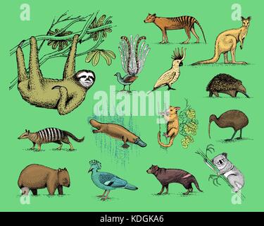 Grand ensemble de symboles de l'Australie et de la Nouvelle-Zélande, des animaux, gravé à la main de dessin vectoriel , vintage, loup de Tasmanie kea parrot, possum, ornithorynque, canard devil, le numbat. wombat, koala, kiwi oiseau. Illustration de Vecteur