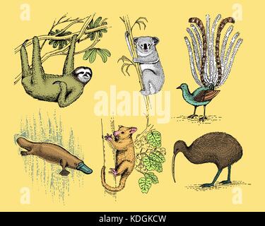 Grand ensemble de symboles de l'Australie et de la Nouvelle-Zélande, des animaux, gravé à la main de dessin vectoriel , vintage, loup de Tasmanie kea parrot, possum, ornithorynque, canard devil, le numbat. wombat, koala, kiwi oiseau. Illustration de Vecteur