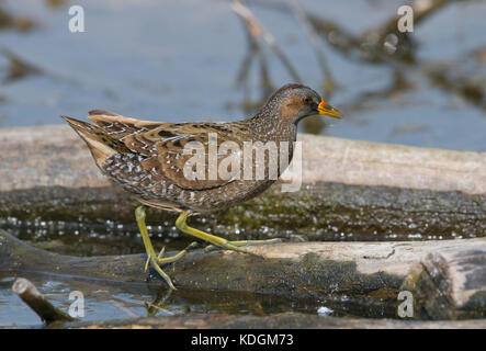 Spotted Crake porzana Porzana, au lac de Platamona, Sardaigne, Italie Banque D'Images