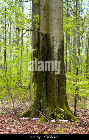 Les troncs d'arbres recouverts de mousse dans la forêt Banque D'Images