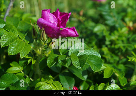 Gouttes sur les pétales de roses sauvages, Wild Rose wild rose fleurs Banque D'Images