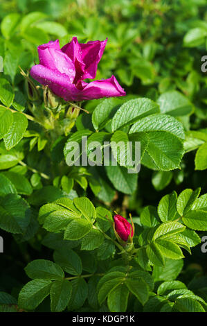 Gouttes sur les pétales de roses sauvages, Wild Rose wild rose fleurs Banque D'Images