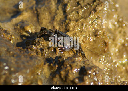 Le crabe vert (Carcinus méditerranée mediterraneus) sur un rocher ensoleillé Banque D'Images